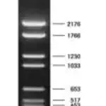 Merck DNA Molecular Weight Marker VI