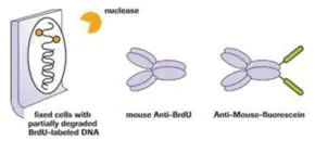 Merck 5-Bromo-2′-deoxy-uridine Labeling and Detection Kit I