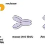 Merck 5-Bromo-2′-deoxy-uridine Labeling and Detection Kit I