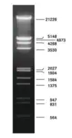 Merck DNA Molecular Weight Marker III