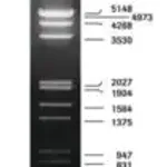 Merck DNA Molecular Weight Marker III