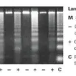 Merck Apoptotic DNA-Ladder Kit