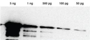 Merck Lumi-Light Western Blotting Substrate