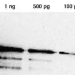 Merck Lumi-Light Western Blotting Substrate