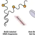Merck Cellular DNA Fragmentation ELISA