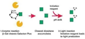 Merck β-Gal Reporter Gene Assay, chemiluminescent