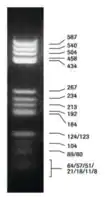 Merck DNA Molecular Weight Marker V