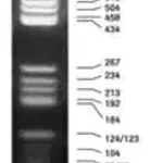 Merck DNA Molecular Weight Marker V