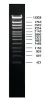 Merck DNA Molecular Weight Marker IV