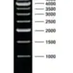 Merck DNA Molecular Weight Marker XVII (500 bp ladder)