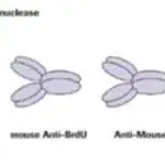 Merck 5-Bromo-2′-deoxy-uridine Labeling and Detection Kit II
