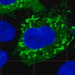 Merck Anti-SARS-CoV-1/2 NP Antibody, clone 1C7C7 ZooMAb Mouse Monoclonal