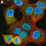 Merck Anti-Ubiquitin K48-Specific Antibody, clone Apu2 ZooMAb Rabbit Monoclonal