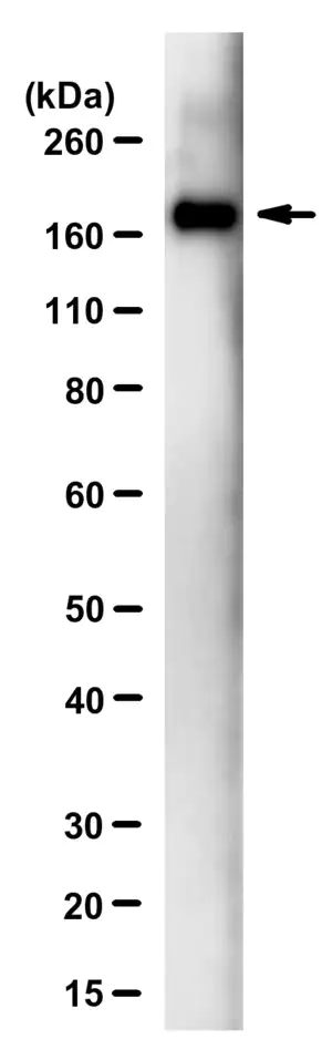 Merck Anti-SARS-CoV-1/2 S Protein Antibody, clone 2B3E5 ZooMAb Mouse Monoclonal