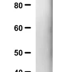 Merck Anti-SARS-CoV-1/2 S Protein Antibody, clone 2B3E5 ZooMAb Mouse Monoclonal