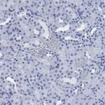 Merck Anti-CD133 (Prominin-1) Antibody, clone 2F8, ZooMAb Rabbit Monoclonal