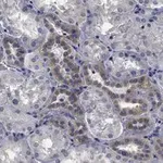 Merck Anti-STX17 Antibody, clone 1B3 ZooMAb Rabbit Monoclonal