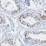 Merck Anti-phospho-Histone H2A.X (Ser139) Antibody, clone 6L16, ZooMAb Rabbit Monoclonal