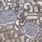Merck Anti-Spectrin α Antibody, clone 2G17 ZooMAb Rabbit Monoclonal