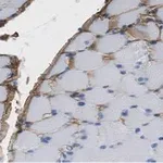 Merck Anti-Fibroblast Antibody, clone TE-7 ZooMAb Mouse Monoclonal
