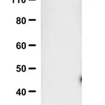 Merck Anti-SARS-CoV-1/2 S Protein Antibody, clone hu2B3E5 ZooMAb Chimeric Monoclonal