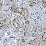 Merck Anti-Rab7A Antibody, clone 4E15 ZooMAb Rabbit Monoclonal