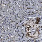 Merck Anti-Caveolin-1 Antibody, clone 1D10 ZooMAb Rabbit Monoclonal