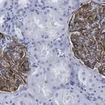 Merck Anti-Podocin Antibody, clone 1C10 ZooMAb Rabbit Monoclonal