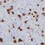 Merck Anti-NeuN Antibody, clone 13E6, ZooMAb Rabbit Monoclonal