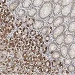 Merck Anti-GSDMD Antibody, clone 1D11 ZooMAb Rabbit Monoclonal