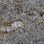 Merck Anti-MCL-1 Antibody, clone 2O7 ZooMAb Rabbit Monoclonal