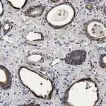 Merck Anti-phospho-mTOR-(Ser2448) Antibody, clone 1C22 ZooMAb Rabbit Monoclonal