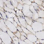 Merck Anti-α-Dystroglycan Antibody, clone 3O19-H1 ZooMAb Rabbit Monoclonal