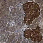 Merck Anti-CNKSR1 Antibody, clone 4B7 ZooMAb Rabbit Monoclonal