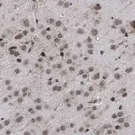 Merck Anti-AFF2 Antibody, clone 1G13 ZooMAb Rabbit Monoclonal