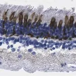 Merck Anti-Red/Green Opsin Antibody, clone 1D2 ZooMAb Rabbit Monoclonal