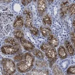 Merck Anti-Aquaporin-1 Antibody, clone 2I7 ZooMAb Rabbit Monoclonal