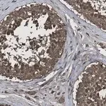 Merck Anti-Calmodulin Antibody, clone 1G3 ZooMAb Rabbit Monoclonal