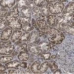 Merck Anti-ULK2 Antibody, clone 3E19 ZooMAb Rabbit Monoclonal