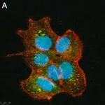 Merck Anti-SIRT6 Antibody, clone 1O6 ZooMAb Rabbit Monoclonal