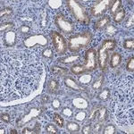 Merck Anti-LAMP-2 Antibody, clone 1F6 ZooMAb Rabbit Monoclonal
