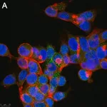 Merck Anti-GPR146 Antibody, clone 1F6 ZooMAb Rabbit Monoclonal
