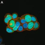 Merck Anti-Survivin Antibody, clone 1N7 ZooMAb Rabbit Monoclonal