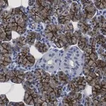 Merck Anti-Aquaporin 5 Antibody, clone 3H17 ZooMAb Rabbit Monoclonal