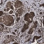 Merck Anti-phospho-HDAC4 (S246) Antibody, clone 1I14 ZooMAb Rabbit Monoclonal