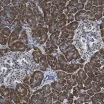 Merck Anti-eIF2A Antibody, clone 2C18 ZooMAb Rabbit Monoclonal