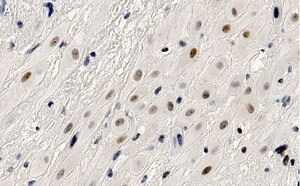 Merck Anti-HDAC7 Antibody, clone 1L17 ZooMAb Rabbit Monoclonal
