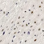 Merck Anti-HDAC7 Antibody, clone 1L17 ZooMAb Rabbit Monoclonal