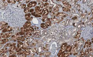 Merck Anti-Bad Antibody, clone 1K19-H2 ZooMAb Rabbit Monoclonal