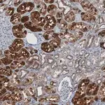 Merck Anti-Bad Antibody, clone 1K19-H2 ZooMAb Rabbit Monoclonal